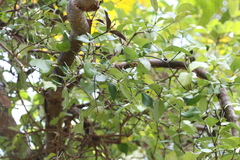 Helicanthes elastica